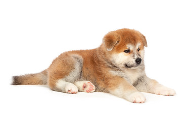 Akita Inu puppy dog on white background