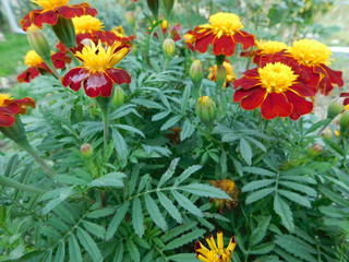 yellow flowers in the garden