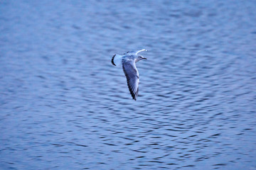 Fototapeta na wymiar Black-headed Gull flies at Lake Oelper in the evening