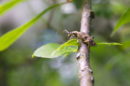Rhagium mordax beetle on a branch of bird cherry