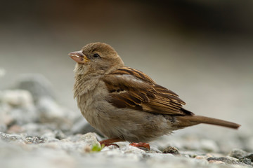House Sparrow
