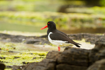 Oystercatcher