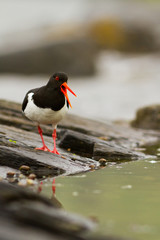 Oystercatcher