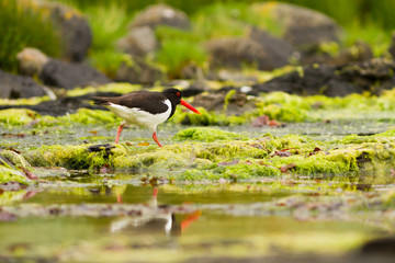 Oystercatcher