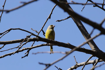 Greenfinch bird male sits in spring on a tree branch without foliage against a blue sky