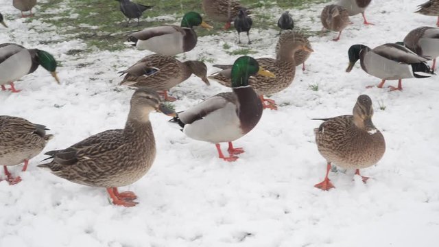 Ducks on snow being fed in winter