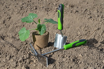 Seedlings of pumpkin in a peat pot and garden tools in the vegetable garden