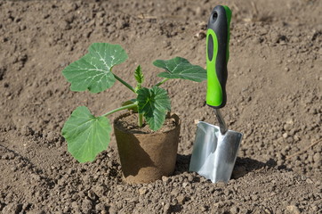 Seedlings of pumpkin in a peat pot and a metal scoop in the vegetable garden
