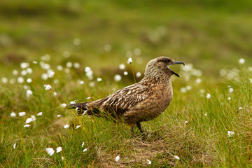 Fototapeta premium Great Skua