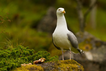Great black backed gull