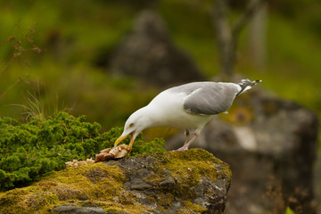 Great black backed gull