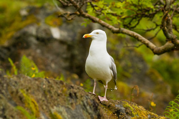 Great black backed gull