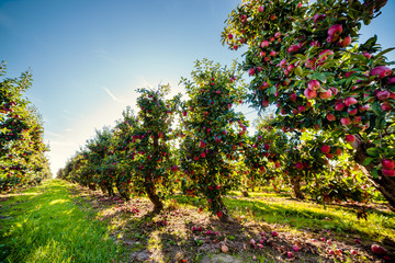 Fototapeta na wymiar Apple orchard. Ripe red apples in an apple orchard. Autumn apple orchard background.