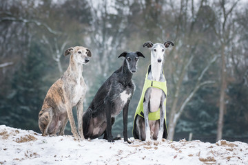 Windhund Trio