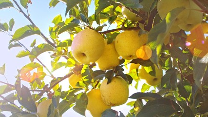 Delicious yellow apples hanging on a tree branch in an apple orchard