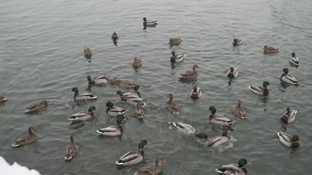 Ducks being fed in the river in winter on snowy day