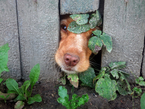 Cute Dog That Put Their Nose Through Hole in Fence. Dog peek-a-boo