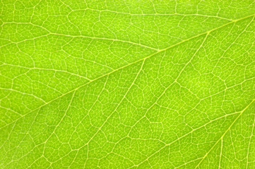 Fototapeta na wymiar Detailed Green Leaf Macro Background Texture Detail, Large Detailed Horizontal Pattern Closeup