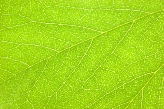 Detailed Green Leaf Macro Background Texture Detail, Large Detailed Horizontal Pattern Closeup