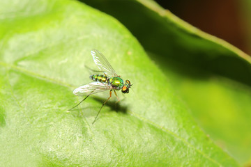 Close up green fruit fly on green leaf