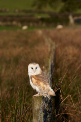 Barn owl