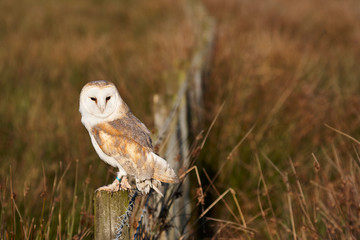 Barn owl