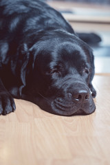 Black labrador retriever lying on the floor facing the camera.