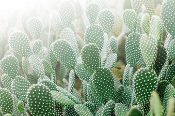 Foto van veel kleine cactussen in ochtendlicht