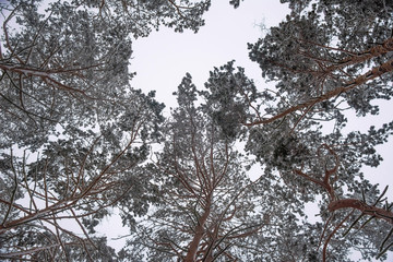 Pine trees covered with snow, bottom view