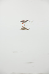 Black tailed godwit