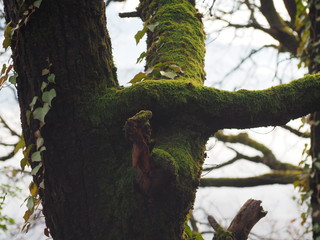 Obraz premium Tree covered with moss