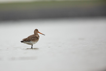 Black tailed godwit