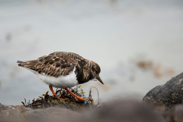 ruddy turnstone