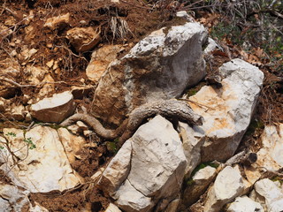 Tree root