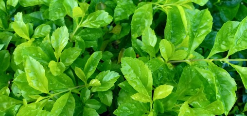 Leaves background and natural water droplets.