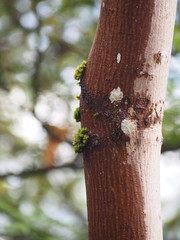 Two colors tree trunk