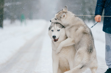 two dogs breed husky on leash fooling around in winter field