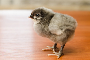 Gray newborn chicken on a wooden surface close up