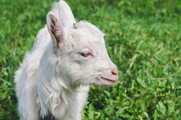 Little white horned goat on a green meadow on a summer day close up