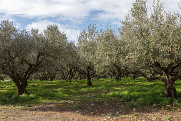 Fototapeta na wymiar Olive trees plantation in Crete, Greece.