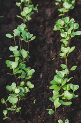 Young shoots of white cabbage in the garden.