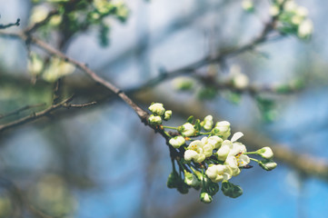 A branch of plum with buds of white flowers in the garden in spring sunny day close up