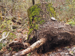 Uproot tree trunk