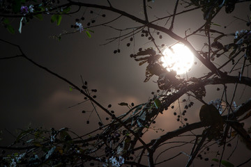 The full moon is behind the silhouette of the tree at night.