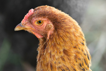 portrait of a chicken