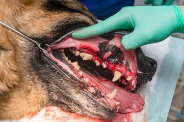 German shepherd treated teeth under anesthesia on operating table in veterinary hospital
