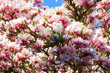 Blue sky with magnolia blossom / Magnolias are shrubs or trees that are summer or evergreen