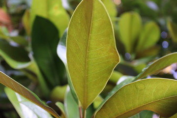 Beautiful Trees and Leaves Close-up showing Green Colours
