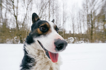 Close-up of happy dog's Muzzle on snow background
