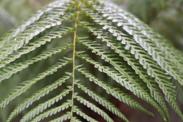 Beautiful Trees and Leaves Close-up showing Green Colours